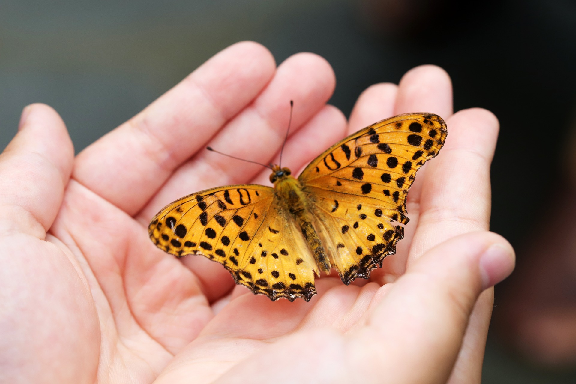 COP15: Water must be on the agenda!