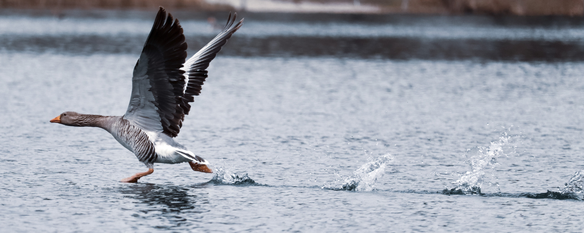 Les animaux souffrent des conséquences de la pollution de l'eau.