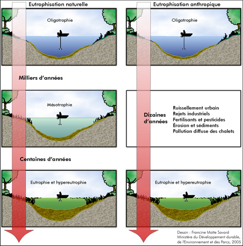 Processus d'eutrophisation naturelle vs anthropique